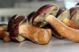 Houbaření – nejzdravější česká tradice