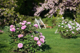 Nejrozsáhlejší sbírka dřevitých pivoněk v plném květu. V trojské botanické zahradě.