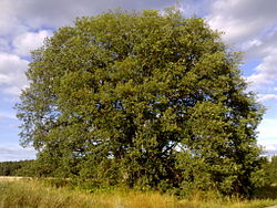 Tři Sekery