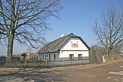 Rybitví